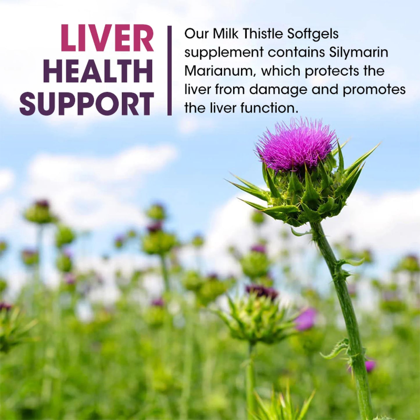 Milk Thistle Silymarin Marianum, with Dandelion Root Support Liver Health & Antioxidant,120 Capsules