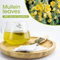 Mullein Leaf Herbal Tea for Respiratory Support, Natural Mullen Tea for Lung Cleanse, Detox and Immune Support - 28 Tea Bags - No Caffeine, Non-GMO