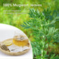 Mugwort Tea Bags -  Natural Artemisia Vulgaris Herb