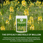 iMATCHME Herbal Mullein Leaf Tea